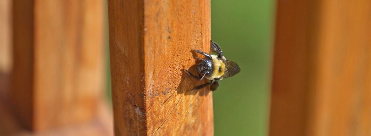 main_carpenter-bee-banner