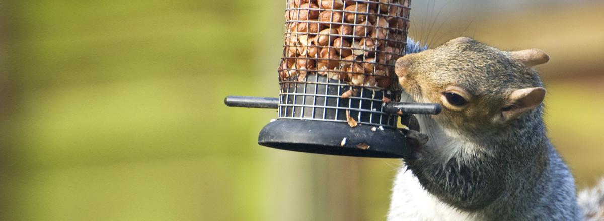 main_squirrel-eating-from-birdfeeder-banner